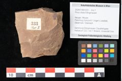 Foto (Objekt + Etikett) von Pinus ciliata Ettingshausen (NHMW-GEO-2024-0188-0333)